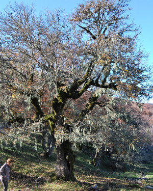 Foto Acero campestre di Piano del Vescovo