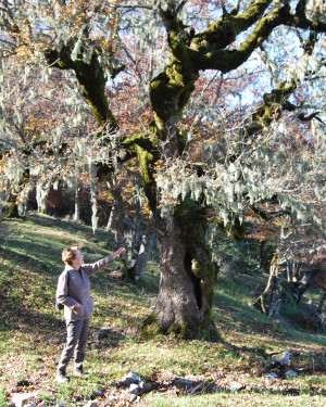 Foto Acero campestre di Piano del Vescovo