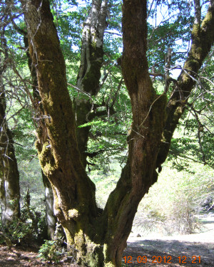 Foto Melo di Crescimanno di Piano Menta N°1