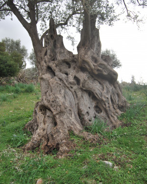 Foto Olivi di Contrada Bruno