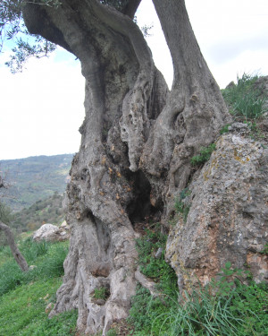 Foto Olivi di Contrada Bruno