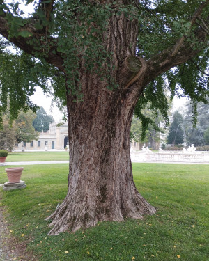 Foto Ginkgo di Villa Litta