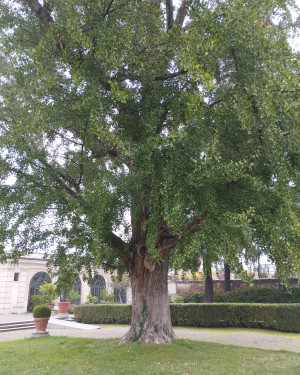 Foto Ginkgo di Villa Litta