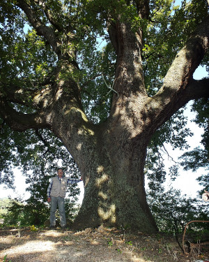 Foto Quercia di Montemaggiore