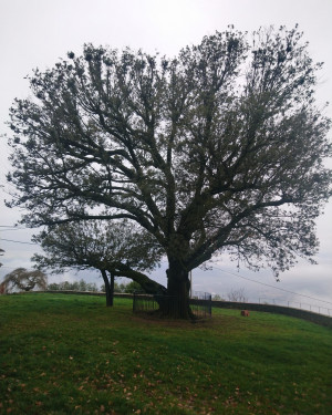 Foto Leccio di Faltognano