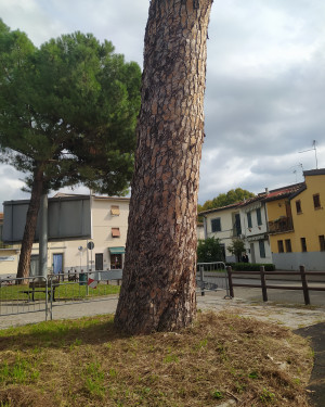 Foto Il Pino di via Burchiello