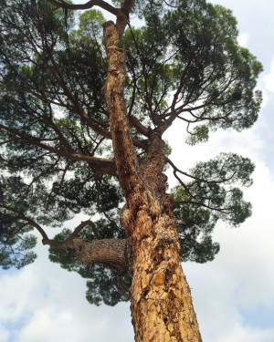 Foto Il Pino di via Burchiello