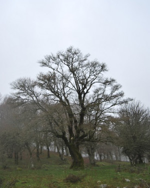 Foto Acero campestre di Contrada Bussonita