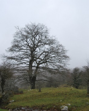 Foto Acero campestre di Contrada Bussonita