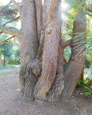 Foto Il Cedro di Villa Maurogordato