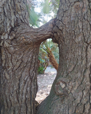 Foto Il Cedro di Villa Maurogordato