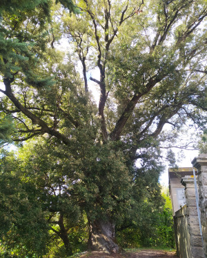 Foto Il Leccio del cimitero di Pomino