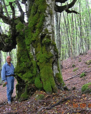 Foto Faggio di Bosco Tassita 2