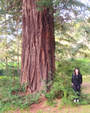 Foto La Sequoia del Frescobaldi