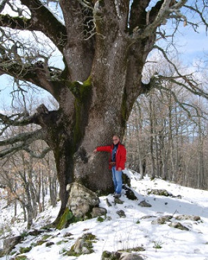 Foto Quercia grossa di Malabotta