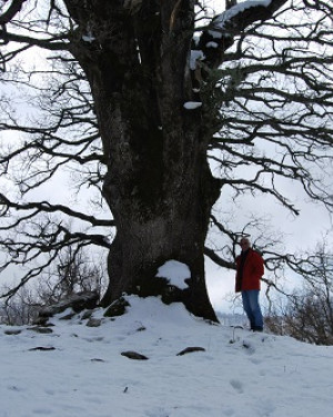 Foto Quercia grossa di Malabotta