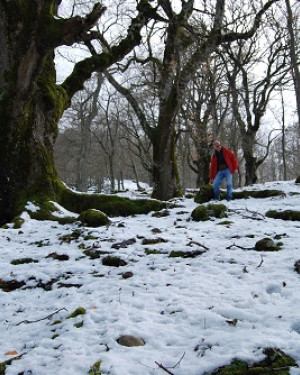 Foto Quercia di Malabotta 1