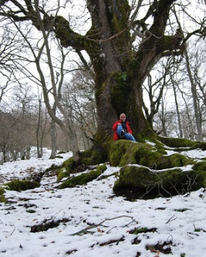 Foto Quercia di Malabotta 1