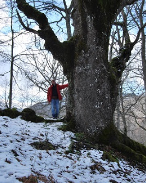 Foto Quercia di Malabotta 1