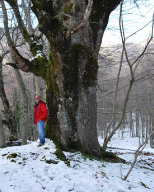 Foto Quercia di Malabotta 1