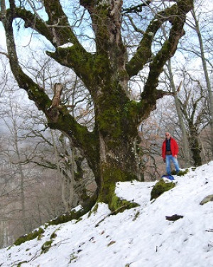 Foto Quercia di Malabotta 1