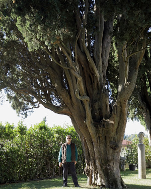 Foto Cipressi di Villa Monty Banks