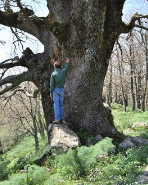 Foto Quercia grossa di Malabotta