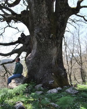 Foto Quercia grossa di Malabotta