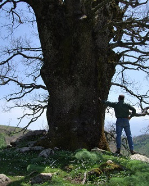 Foto Quercia grossa di Malabotta