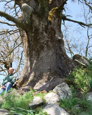 Foto Quercia grossa di Malabotta