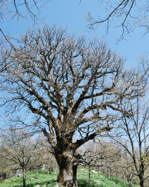 Foto Quercia grossa di Malabotta