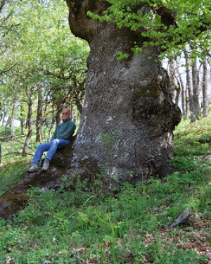 Foto Quercia di Malabotta 4