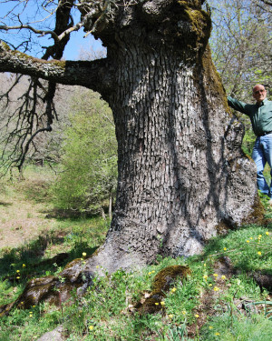 Foto Quercia di Malabotta 4