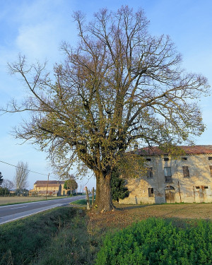 Foto Tiglio di San Lorenzo