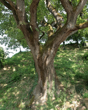 Foto Quercia di Ca' Braghino