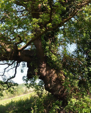 Foto Quercia di San Savino di Ripatransone