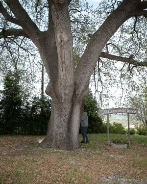 Foto La Quercia di Checco