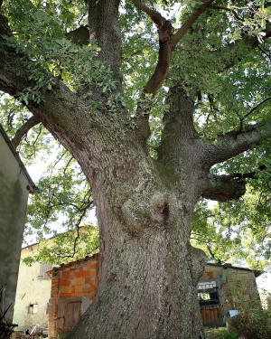 Foto Quercia di Montemaggiore