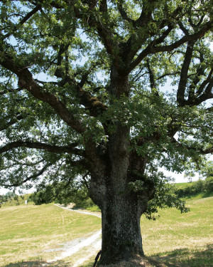 Foto Quercia di Gesso