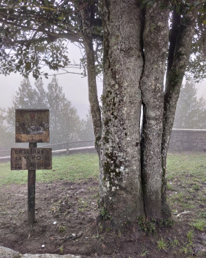 Foto L' Agrifoglio di Monte Senario