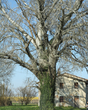 Foto Pioppo del Podere Guazzina