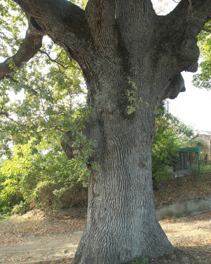 Foto Quercia di Dalechamp