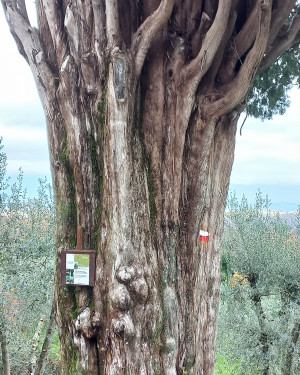 Foto Cipresso di Galatrona