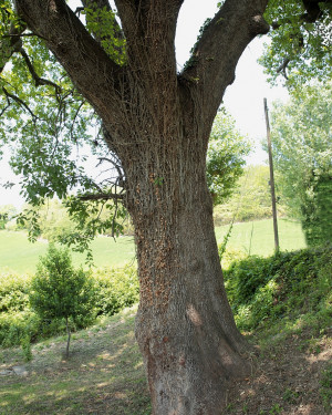 Foto Roverella di San Gaudenzio