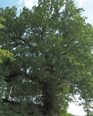 Foto Quercia dei Sabbioni