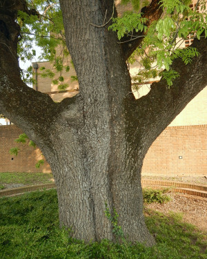 Foto Frassino meridionale