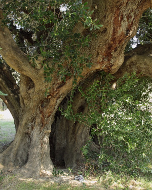 Foto Olivo secolare di Roseto