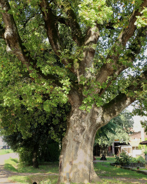 Foto Quercia La Ca'