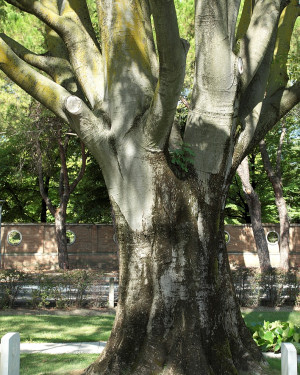 Foto Bagolaro grosso del Cimitero Indiani