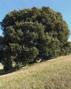 Foto La Leccia di Santo Stefano